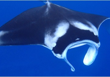 南ぬ島 DIVE SITEのカバー画像1