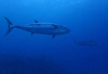 南ぬ島 DIVE SITEのショップ写真8