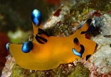 南ぬ島 DIVE SITEのカバー画像2