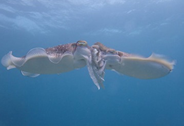 南ぬ島 DIVE SITEのカバー画像3