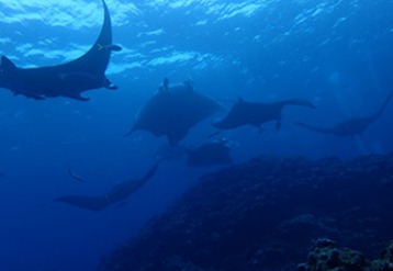 南ぬ島 DIVE SITEのショップ写真6