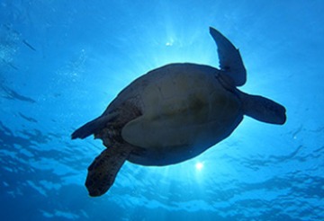 南ぬ島 DIVE SITEのショップ写真7