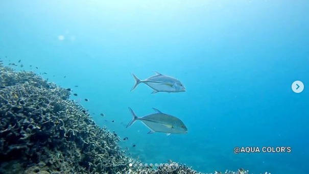 アクアカラーズのカバー画像3