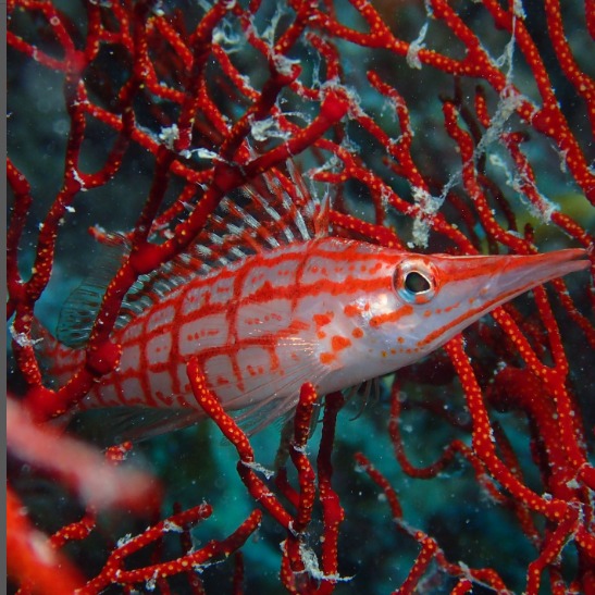 ダイビングジーフリーのショップ写真9