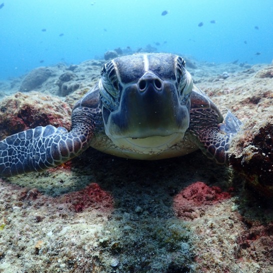 ダイビングジーフリーのショップ写真7