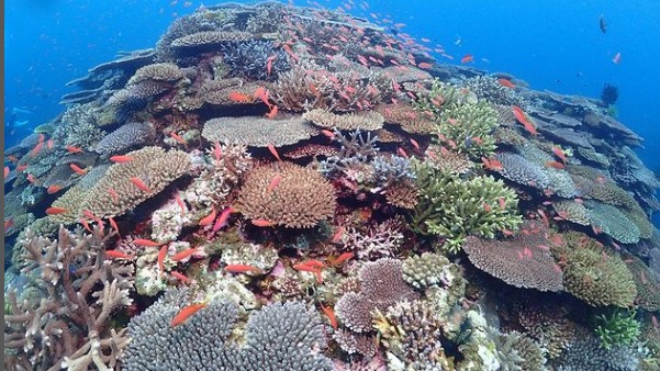 ダイビングジーフリーのショップ写真6