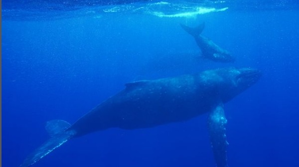 ダイビングジーフリーのショップ写真10