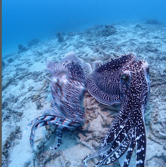 ダイビングジーフリーのカバー画像3