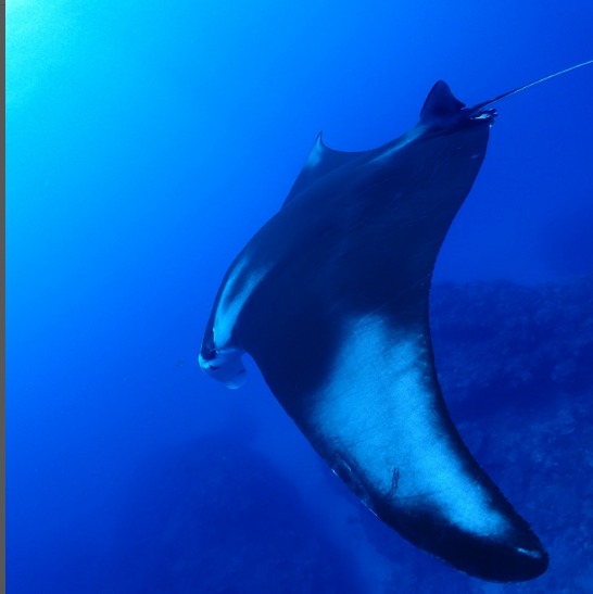 ダイビングジーフリーのショップ写真8