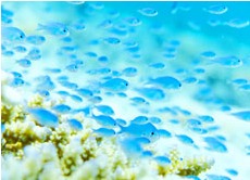 コナンのカバー画像2