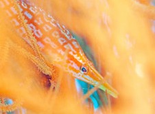 ショップのイメージ画像5