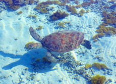 コナンのカバー画像3