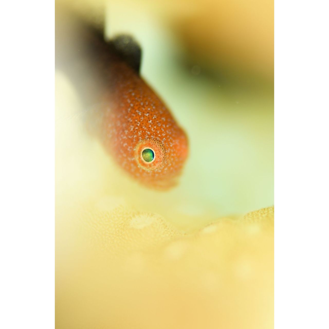 インザストリームのカバー画像3