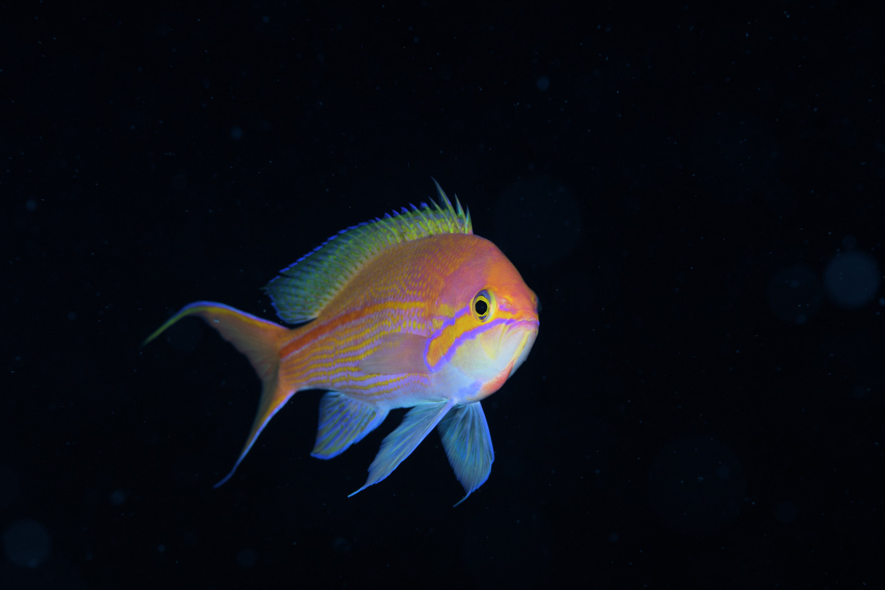 インザストリームのショップ写真10