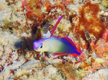 仲里マリンダイビングのカバー画像3