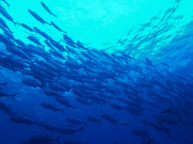 仲里マリンダイビングのカバー画像2