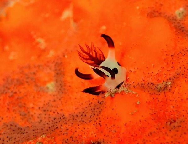 西表ダイビングサービス・トネリコのショップ写真9