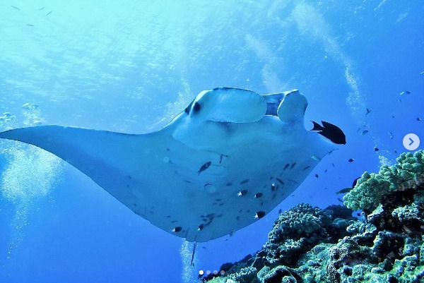 西表ダイビングサービス・トネリコのショップ写真6