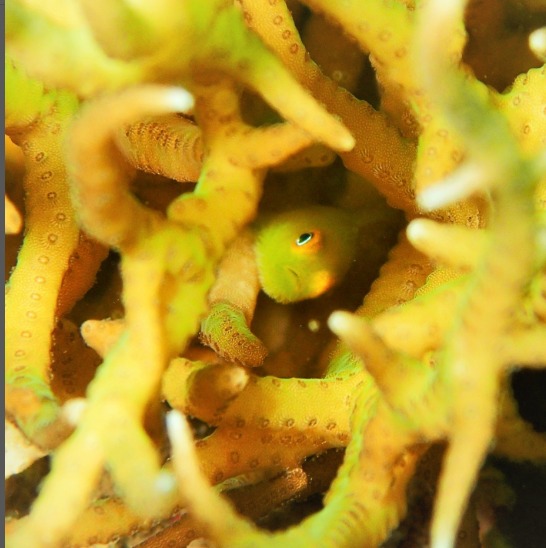 西表ダイビングサービス・トネリコのカバー画像2