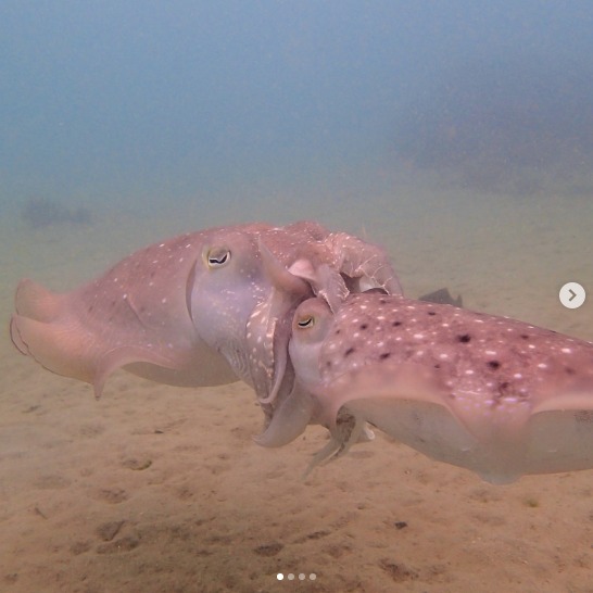 西表ダイビングサービス・トネリコのカバー画像3