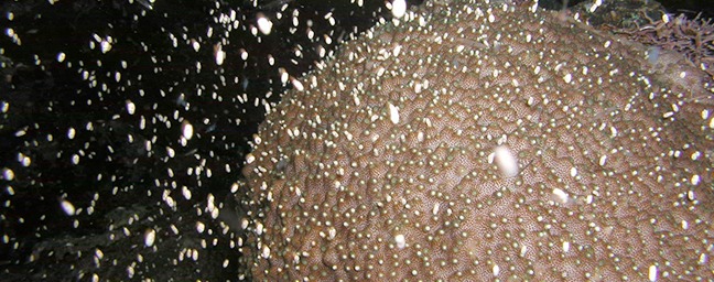 ブルーシーズン西表のショップ写真8