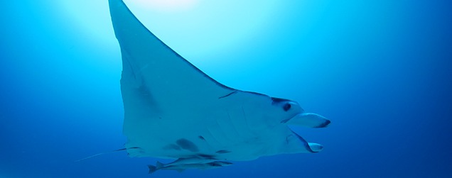 ブルーシーズン西表のショップ写真7