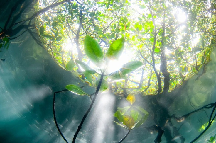 ダイブラティークのショップ写真6