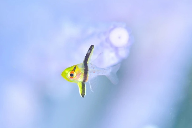 ダイブラティークのカバー画像2