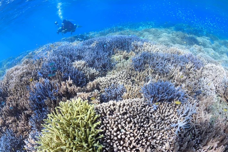 ダイブラティークのショップ写真7