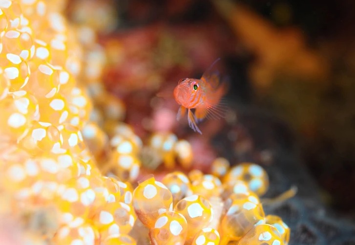 ダイブラティークのショップ写真8