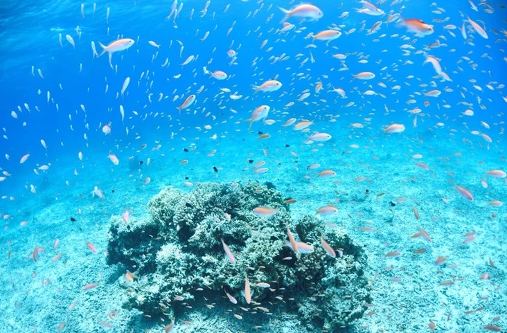 ダイブラティークのショップ写真9