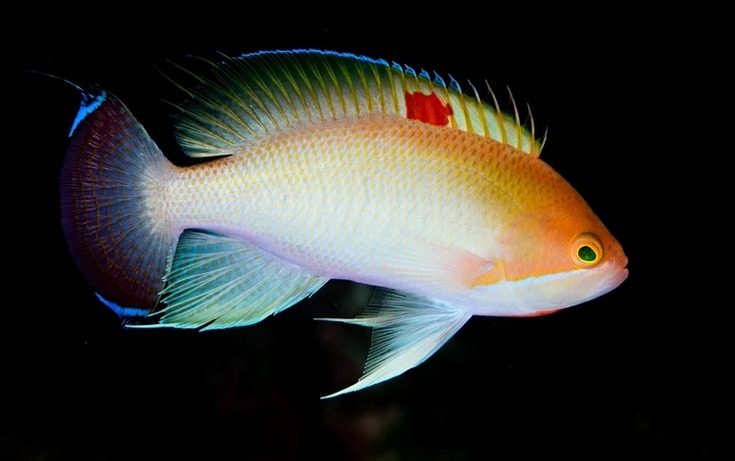 ダイブラティークのカバー画像3