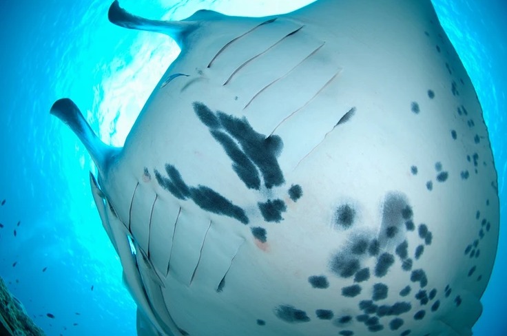 ダイブラティークのショップ写真10