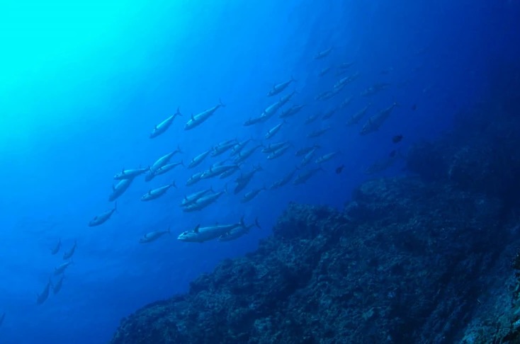 ダイブラティークのショップ写真12