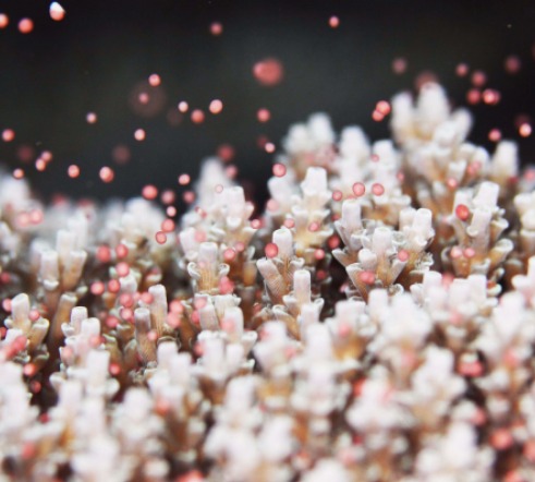 ダイビングチームうなりざきのカバー画像3