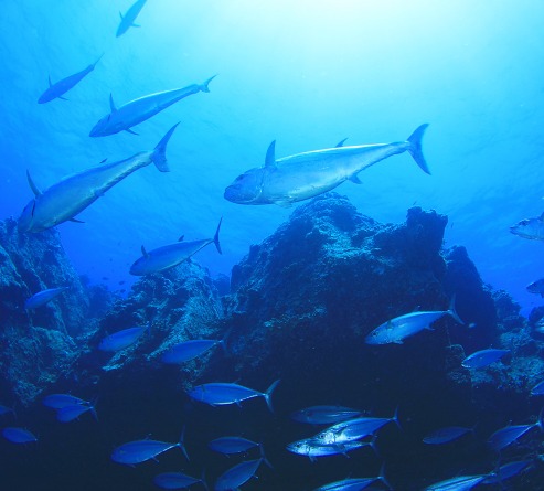 ダイビングチームうなりざきのカバー画像2