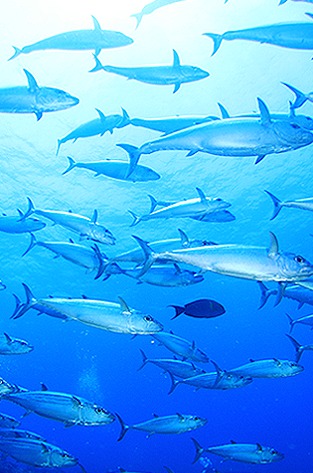 ダイビングチームうなりざきのショップ写真7