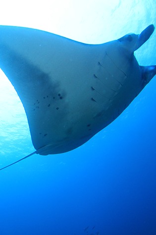 ダイビングチームうなりざきのショップ写真6