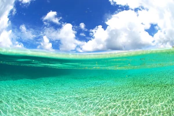 ミスターサカナのカバー画像1