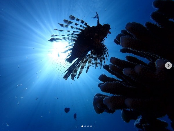 ダイビング&シュノーケリング シーライトのカバー画像2