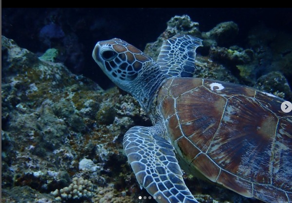 ダイビング&シュノーケリング シーライトのカバー画像3