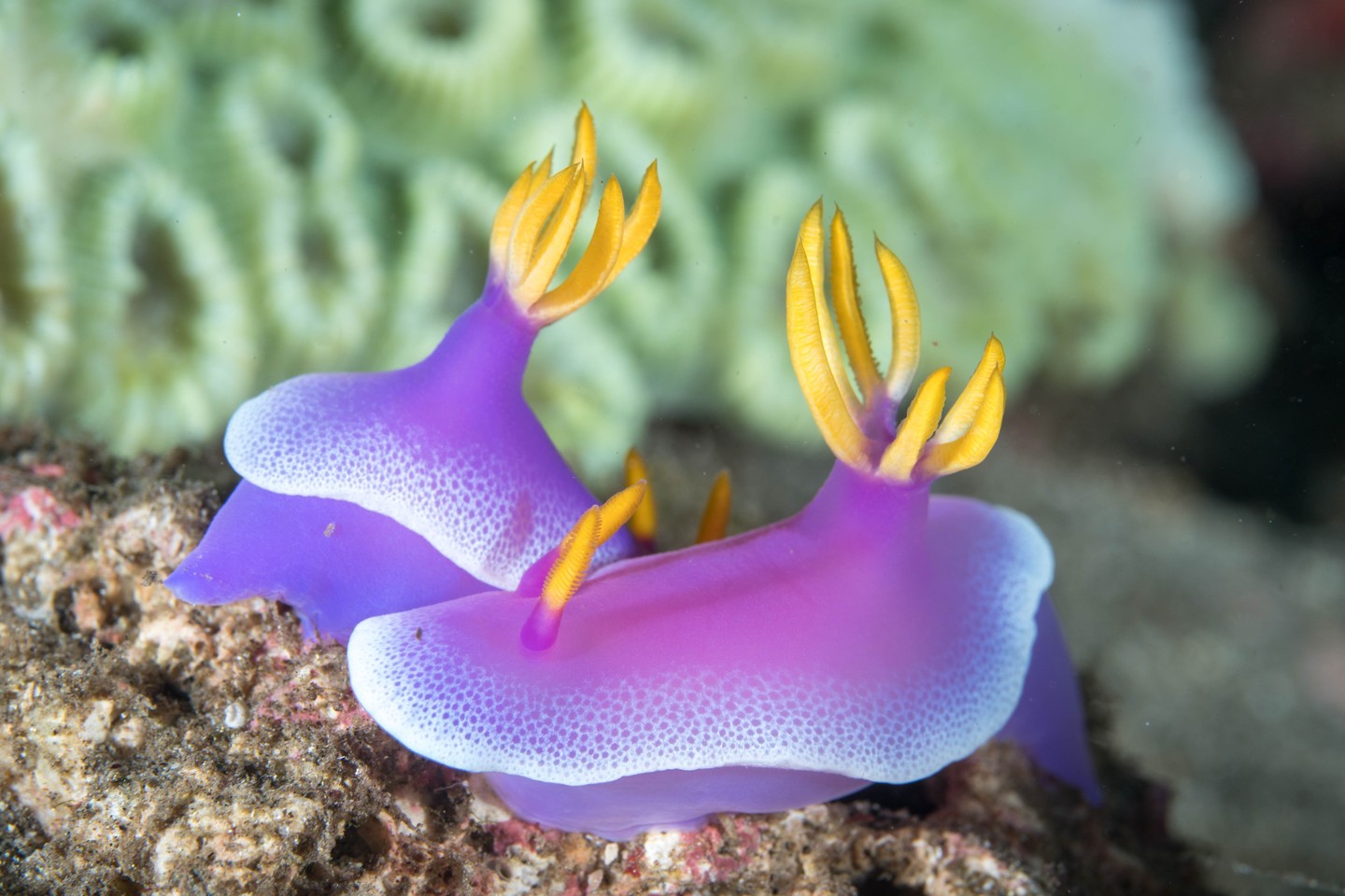 ダイブアンカーのショップ写真7