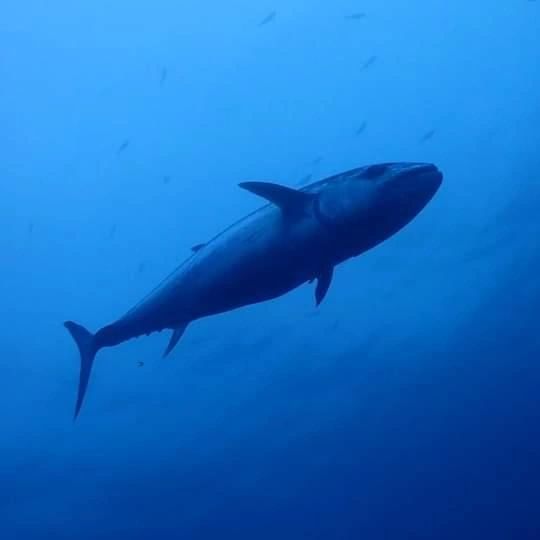 ダイブアンカーのカバー画像2