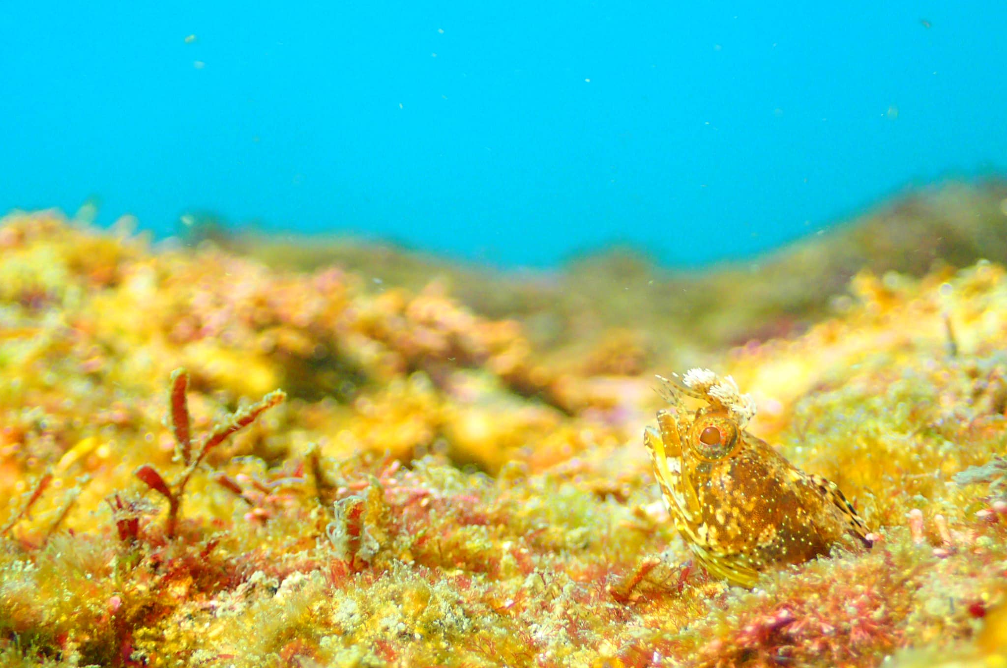 江之浦ダイビングサービスアクアランドのショップ写真6