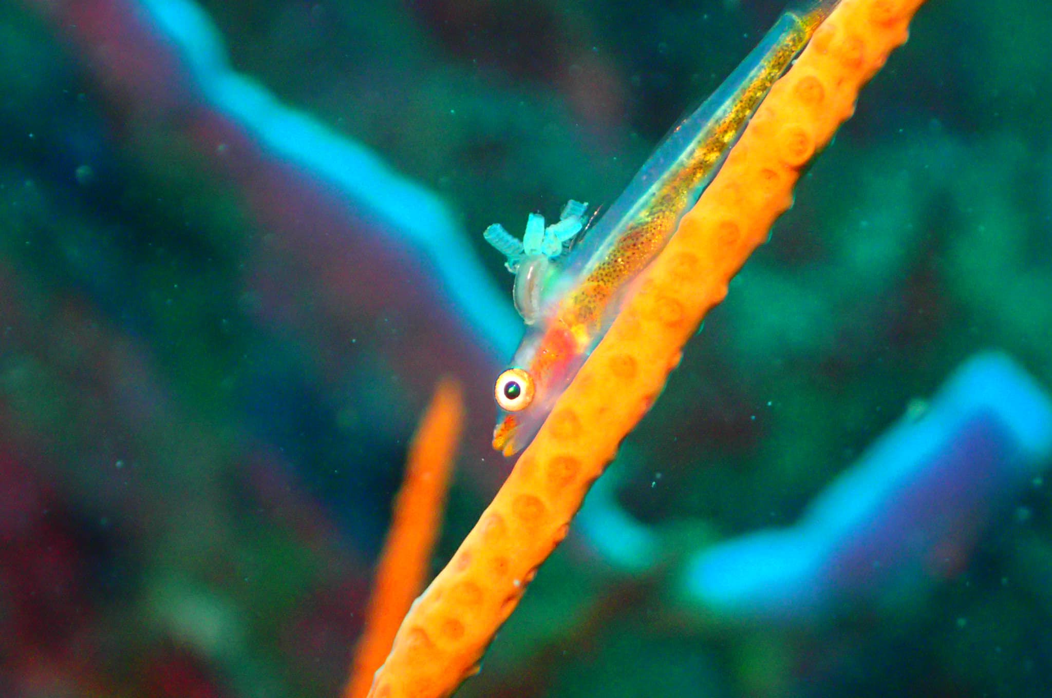 江之浦ダイビングサービスアクアランドのカバー画像2