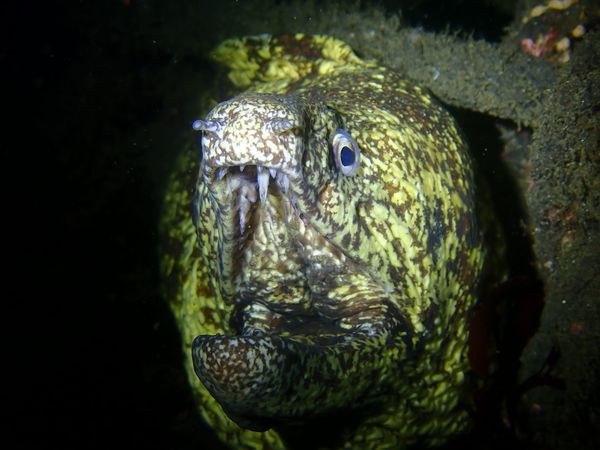 RAGNAのカバー画像2