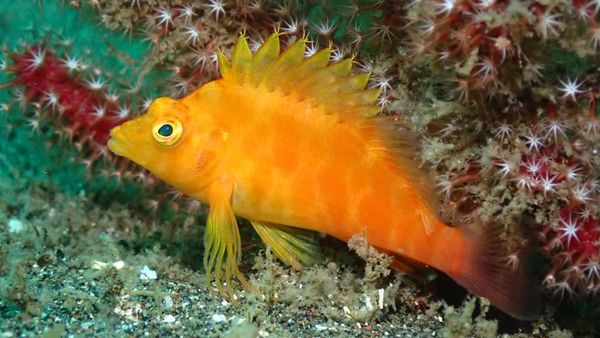 RAGNAのカバー画像1