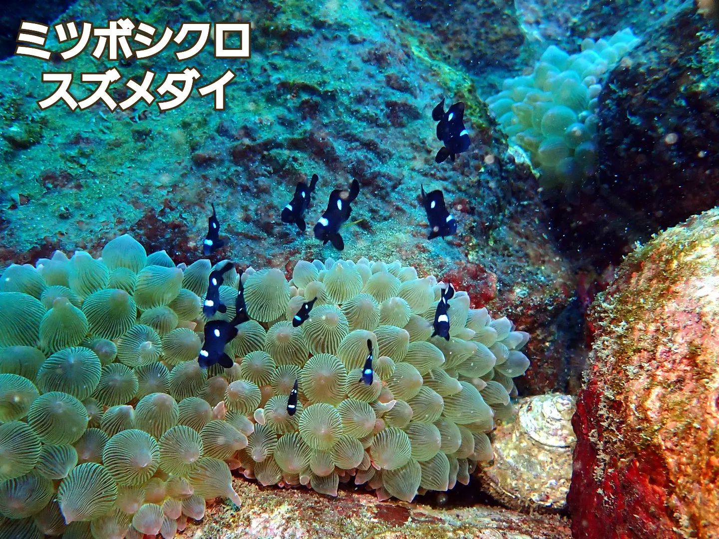 マリンズプロのショップ写真6