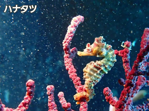 マリンズプロのカバー画像1