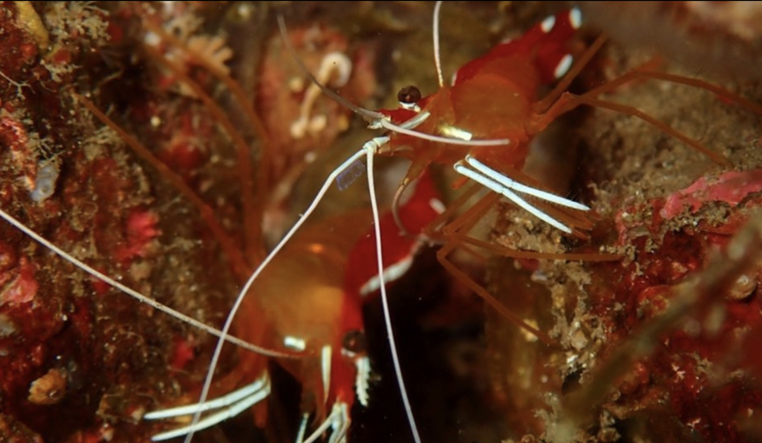 伊豆海ダイビングリゾートのカバー画像3